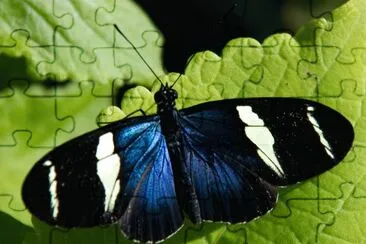 Heliconius sara