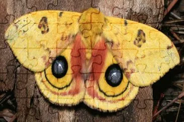 Automeris io