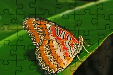 Cethosia biblis
