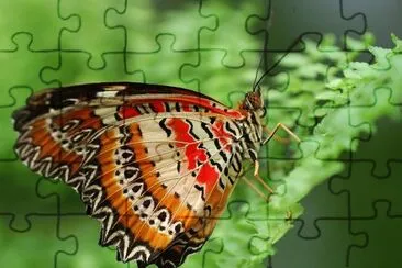 Cethosia cyane