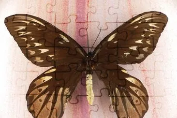 Ornithoptera alexandrae