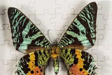Chrysiridia rhipheus