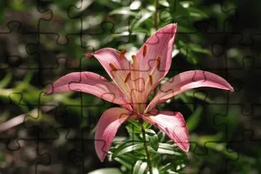 Iris jigsaw puzzle