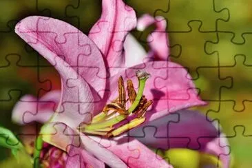 Nature jigsaw puzzle