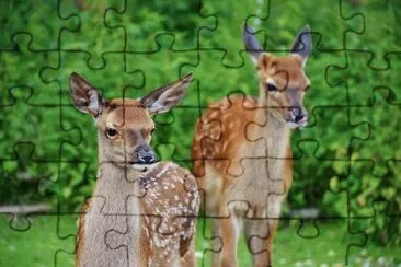 פאזל של Nature