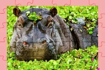 Hipopotamo jigsaw puzzle