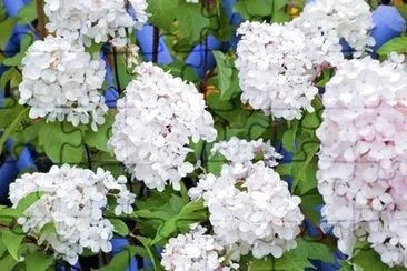 Hydrangea