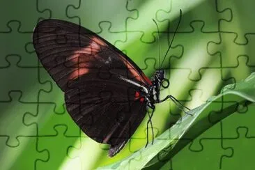 Heliconius melpomene jigsaw puzzle