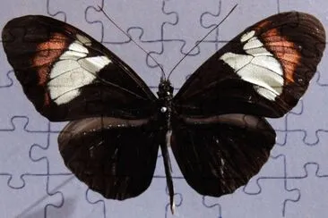 Heliconius heurippa jigsaw puzzle