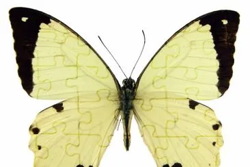 Papilio dardanus jigsaw puzzle