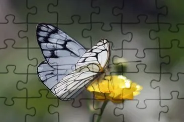 Aporia leucodice jigsaw puzzle
