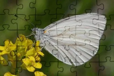 Pieris virginensis