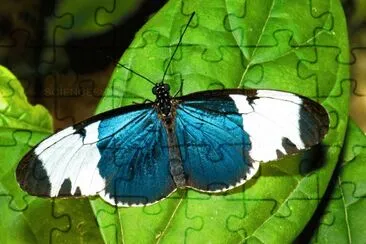 Heliconius sapho
