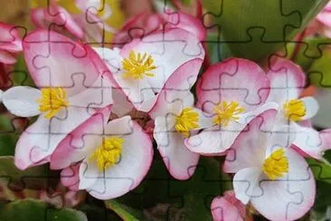 Flor de BegÃ´nia jigsaw puzzle