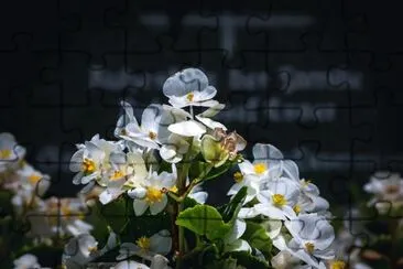 BegÃ´nia de Gelo jigsaw puzzle