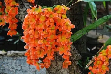 OrquÃ­dea Dendrobium jigsaw puzzle