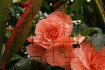 BegÃ´nia Coral jigsaw puzzle