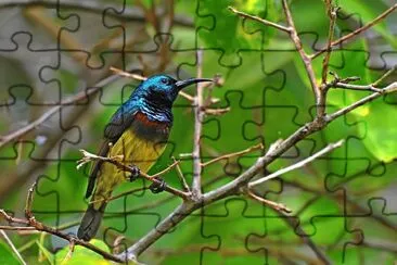 Nettarina di souimanga jigsaw puzzle