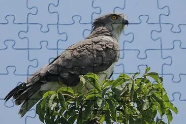 Biancone di btaudonin jigsaw puzzle