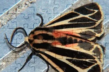 Apantesis phalerata