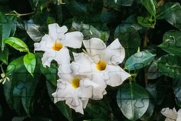 Dipladenia