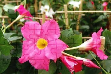 Dipladenia