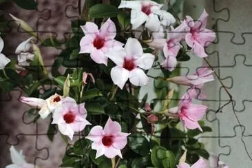 Dipladenia jigsaw puzzle