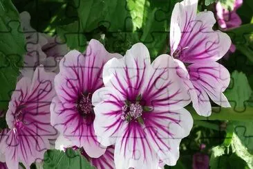 flores jigsaw puzzle