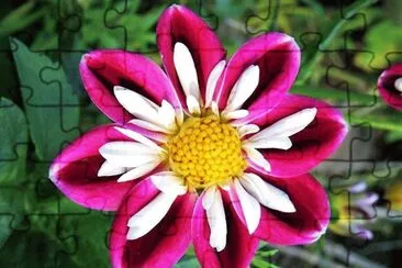 פאזל של flores