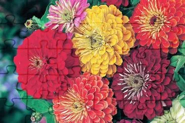 flores