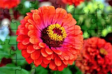 פאזל של flores