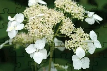 flores jigsaw puzzle