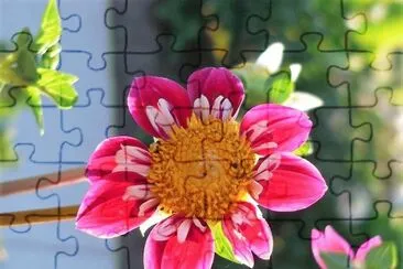 פאזל של flores