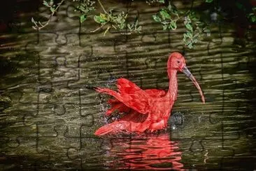 Nature jigsaw puzzle
