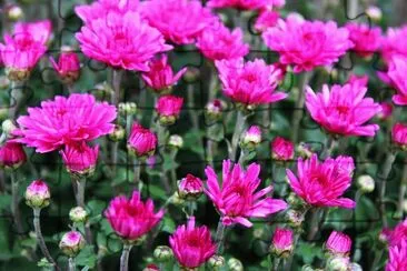 Nature jigsaw puzzle
