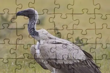 Grifone dorsobianco africano jigsaw puzzle