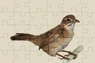 Melocicla dai mustacchi jigsaw puzzle