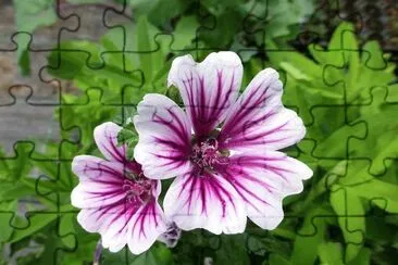 flores jigsaw puzzle