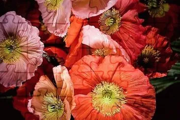 פאזל של flores