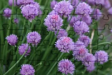 Allium jigsaw puzzle