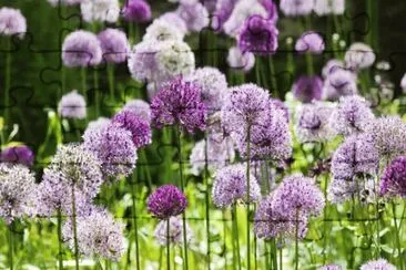 Allium jigsaw puzzle