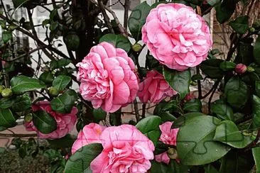 flores jigsaw puzzle