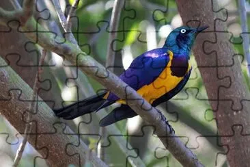Storno dal petto dorato jigsaw puzzle
