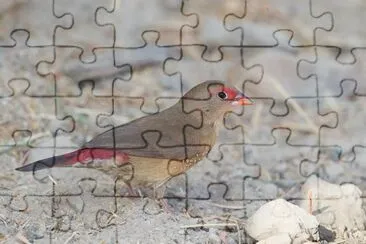 פאזל של Amaranto di senegal
