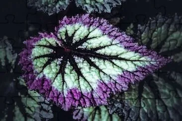 Begonia Prata jigsaw puzzle