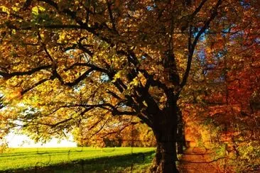 Nature jigsaw puzzle