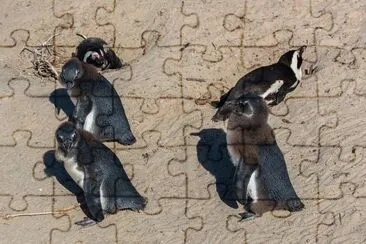 Pinguino dai piedi neri jigsaw puzzle