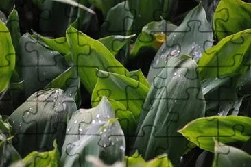 Nature jigsaw puzzle