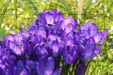Nature jigsaw puzzle