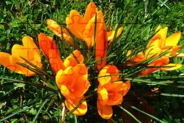 Nature jigsaw puzzle